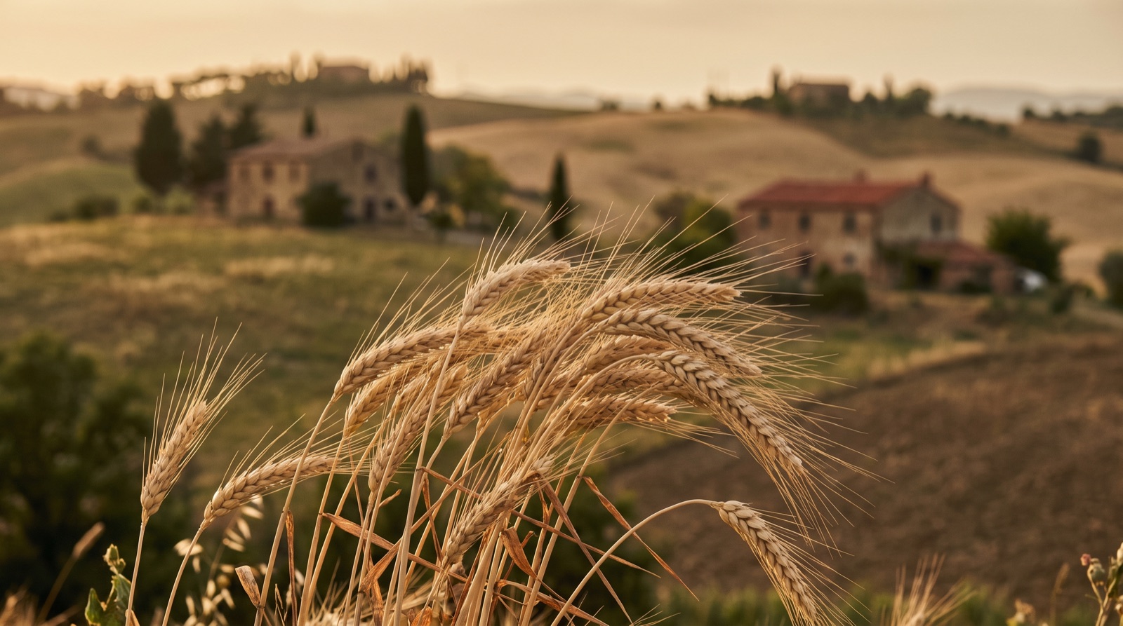 Spighe di grano in un campo